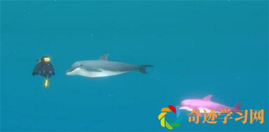 潜水员戴夫粉海豚拍照失败怎么办？